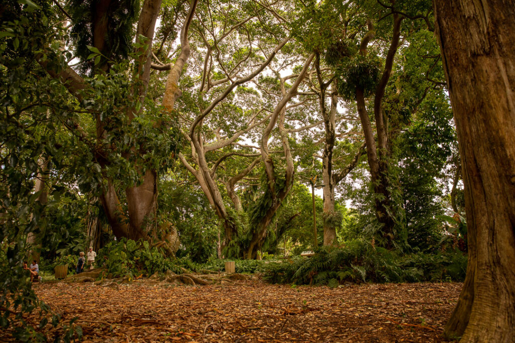 Forest in Wahiawa Botanical Garden
